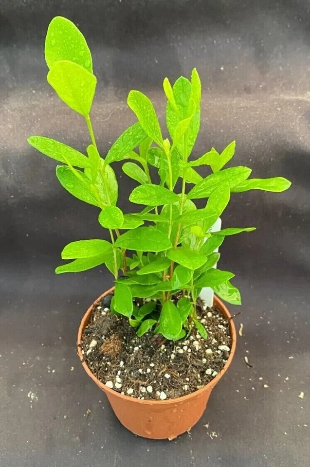 Pineapple Guava (Feijoa) Rooted Live Plants - Set of 3+ in 3-Inch Pots