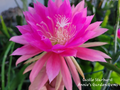 Epiphyllum Castle Starburst Unrooted Cuttings - Orchid Cactus (8-10 in) for Propagation