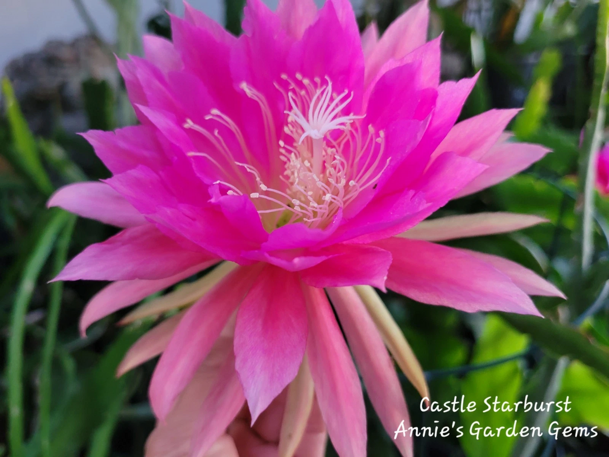 Epiphyllum Castle Starburst Unrooted Cuttings - Orchid Cactus (8-10 in) for Propagation