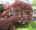 Japanese Maple Garnet Unrooted Cuttings – Set of 10 for Rooting or Grafting