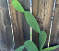 Opuntia ficus-indica Prickly Pear Cactus Pads - 5 Live Unrooted Pads for Propagation