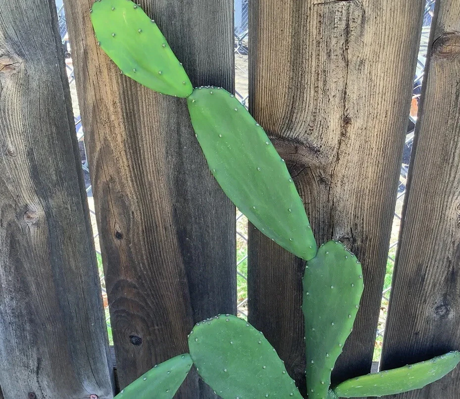 Opuntia ficus-indica Prickly Pear Cactus Pads - 5 Live Unrooted Pads for Propagation