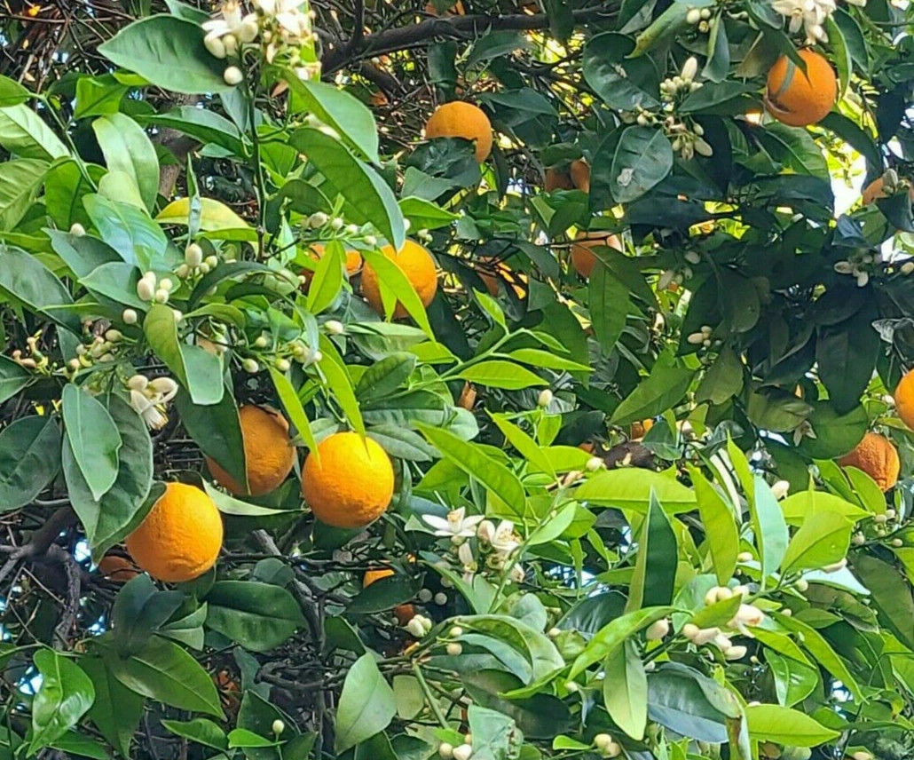 California Navel Orange Cuttings (Washington Navel) – 5 Unrooted Citrus Sinensis Branch Cuttings for Propagation
