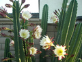 Apple Cereus Cactus Cutting - 12 Inch Live Columnar Cutting