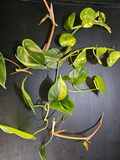 Philodendron Brasil Rooted Cuttings – Set of 5 Live Plants, Yellow-Green Variegation
