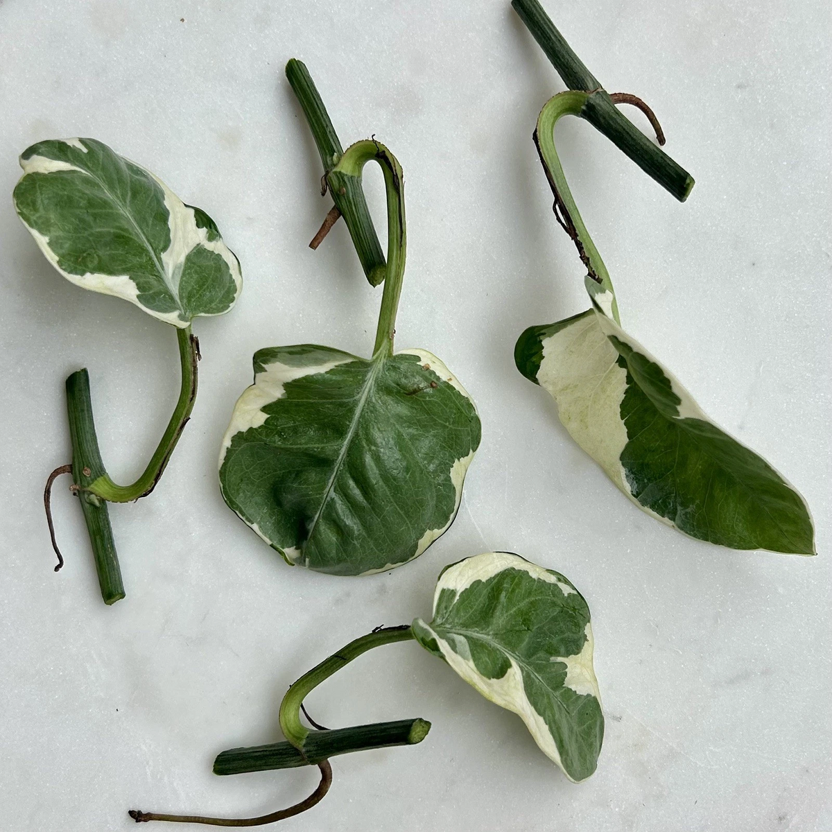 Pearls and Jade Pothos Cuttings – Variegated Epipremnum aureum, 5-Pack