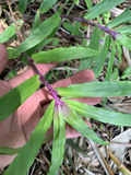 Tradescantia Zebrina Cuttings - 5 Live Unrooted Wandering Jew Houseplant Cuttings