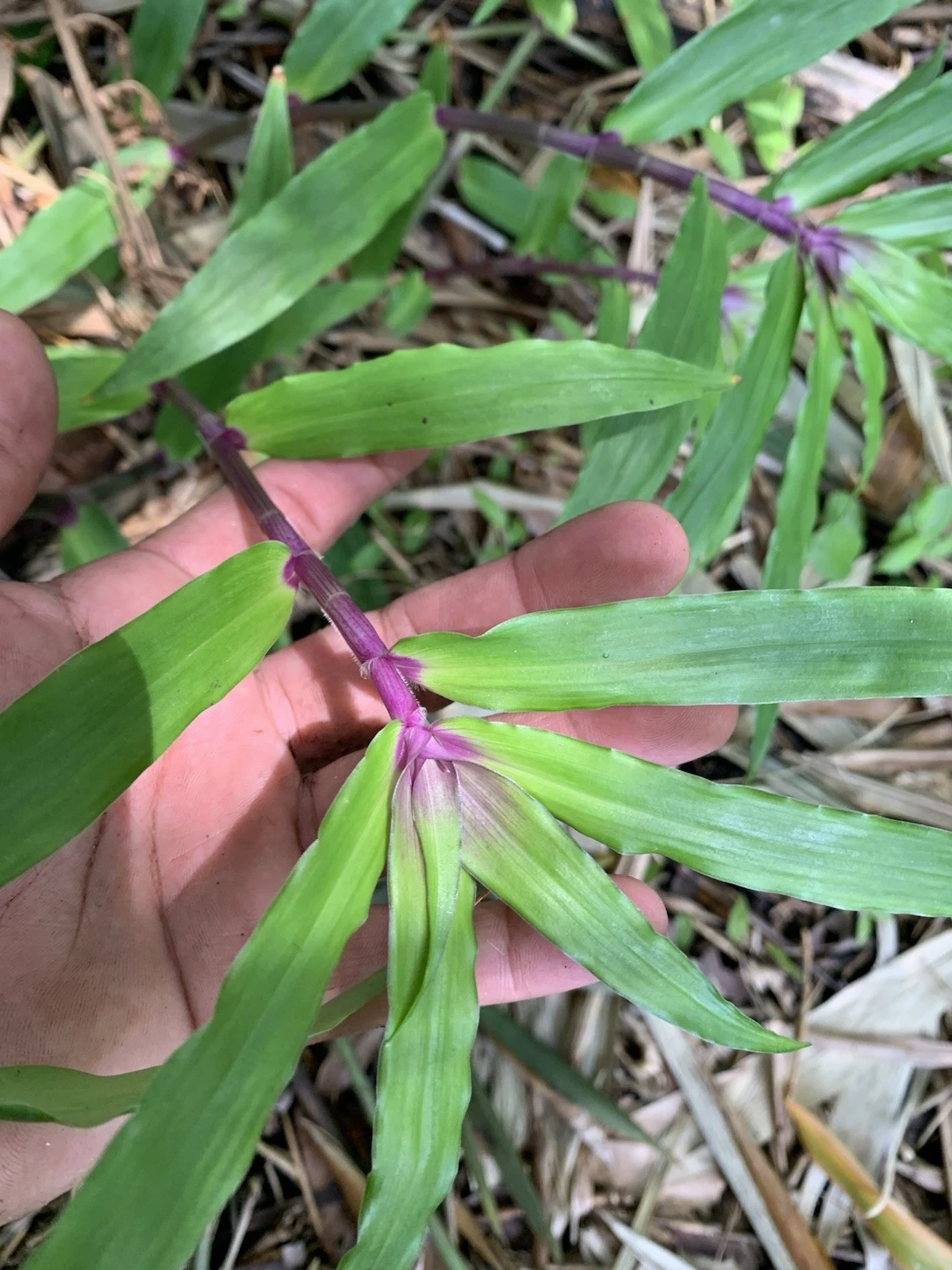 Tradescantia Zebrina Cuttings - 5 Live Unrooted Wandering Jew Houseplant Cuttings