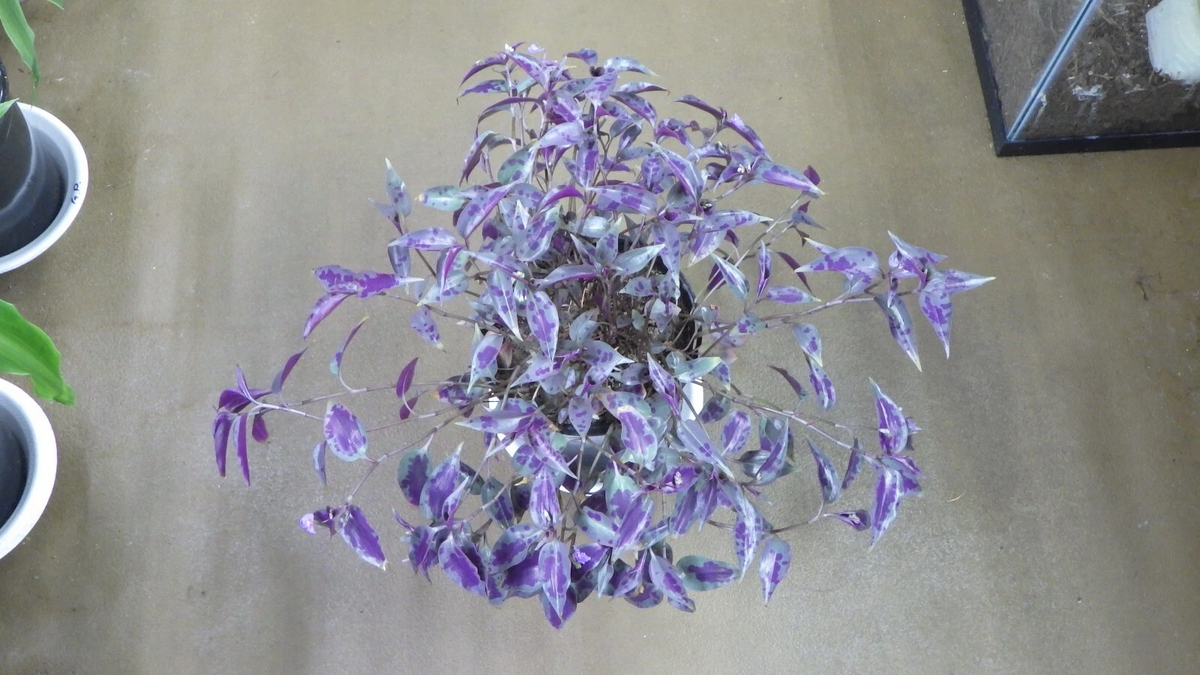 Tinantia pringlei Cuttings – Mexican Speckled Wandering Jew, Unrooted Trailing Foliage Cuttings