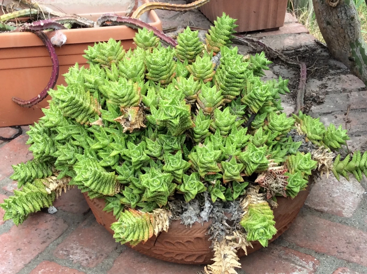 Aloe juvenna Tiger Tooth Unrooted Cutting Set of 5 — 7in Each