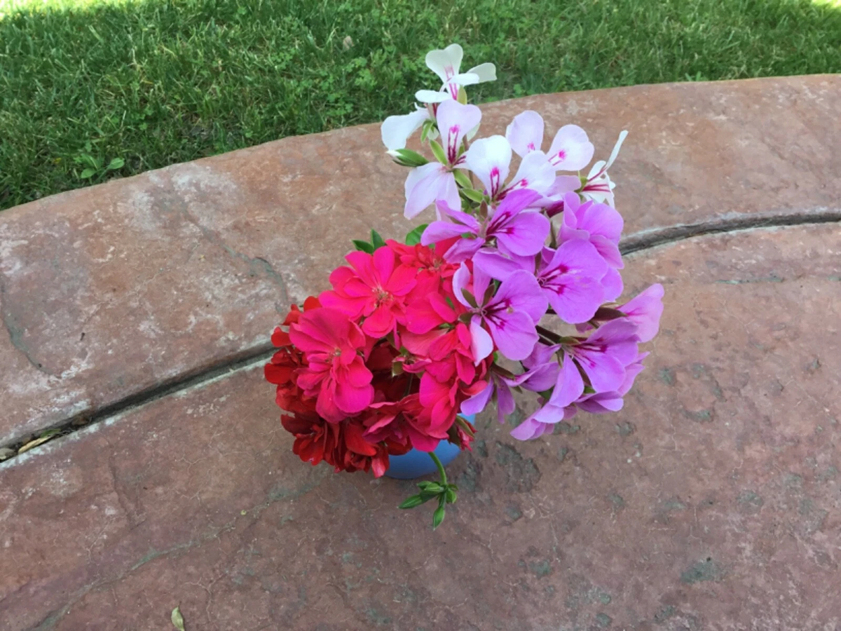 Ivy Geranium Pelargonium peltatum - 8 Unrooted Cuttings in Four Colors for Propagation
