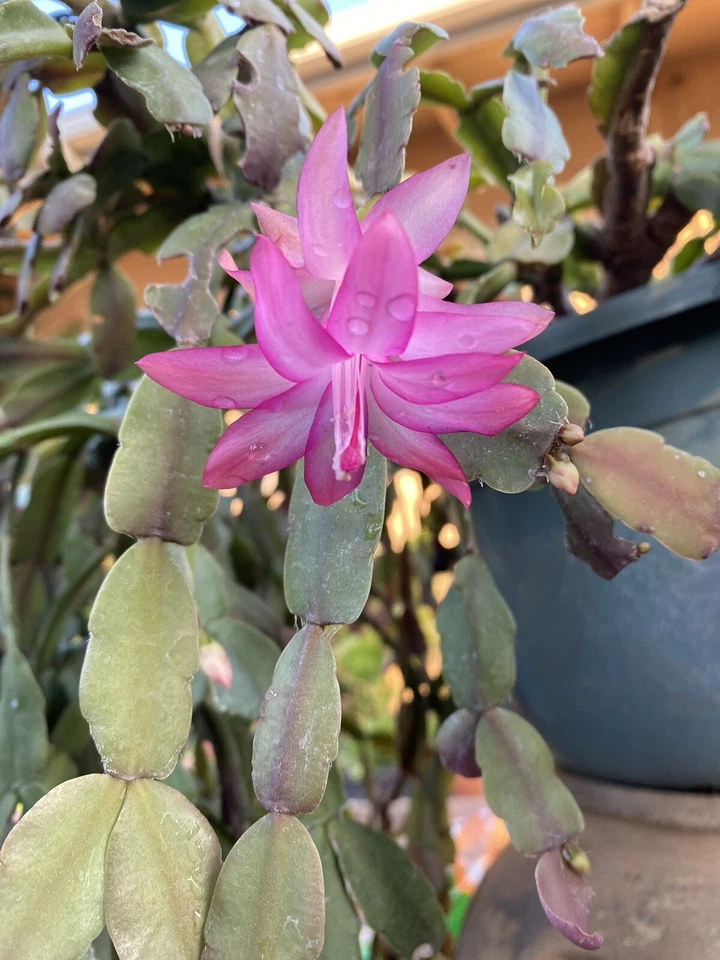 Pink Schlumbergera × buckleyi Holiday Cactus Cuttings - 6 Live Unrooted Cuttings