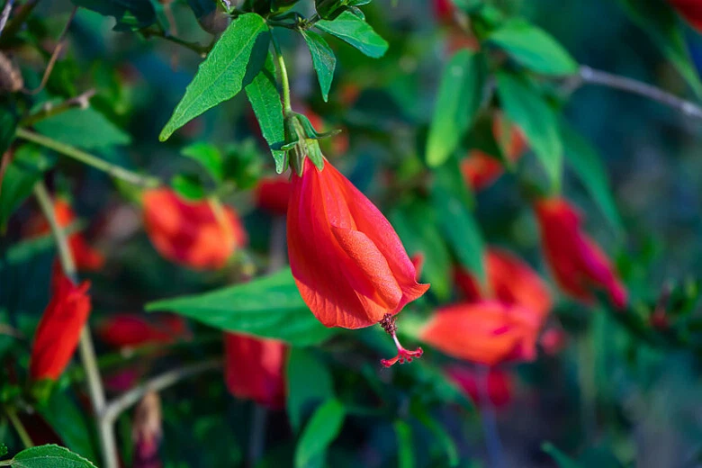 Red Turk’s Cap Cuttings (Malvaviscus arboreus) – 6 Unrooted Stems, Sleeping Hibiscus