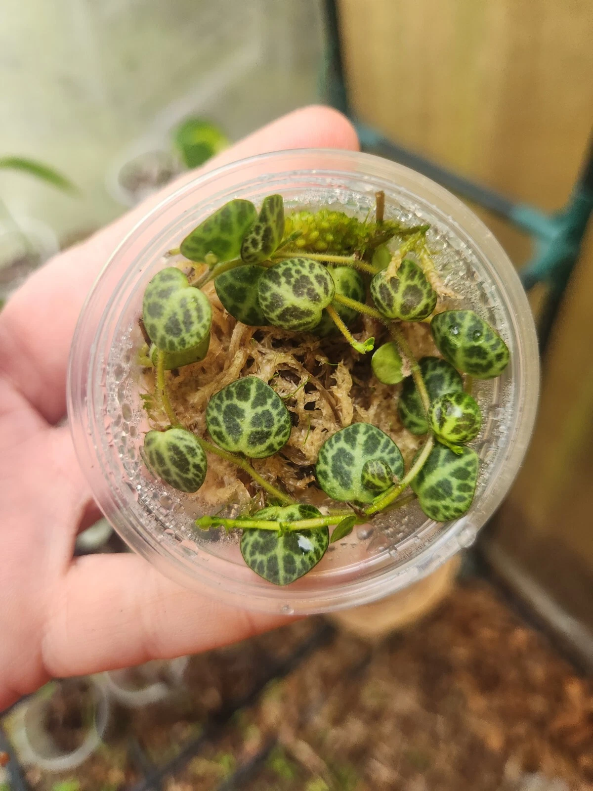 Peperomia Prostrata Starter Plant - String of Turtles in Propagation Cup