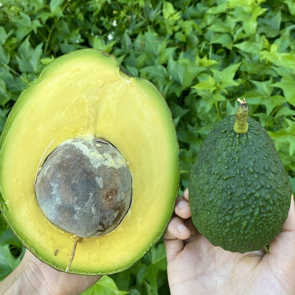 Marcus Pumpkin Avocado Cuttings - Set of 5 Unrooted Live Propagation Material