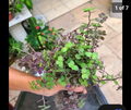 Calisia Repens Cuttings & Tradescantia Cuttings – 40 Calisia Repens + 20 Tradescantia
