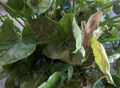 Mango Allusion Syngonium Cuttings – 5 Live Unrooted Cuttings for Indoor Propagation