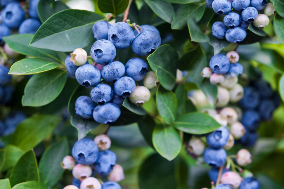 Blueberry Unrooted Cuttings – 5 Fresh Vaccinium Scions for Propagation