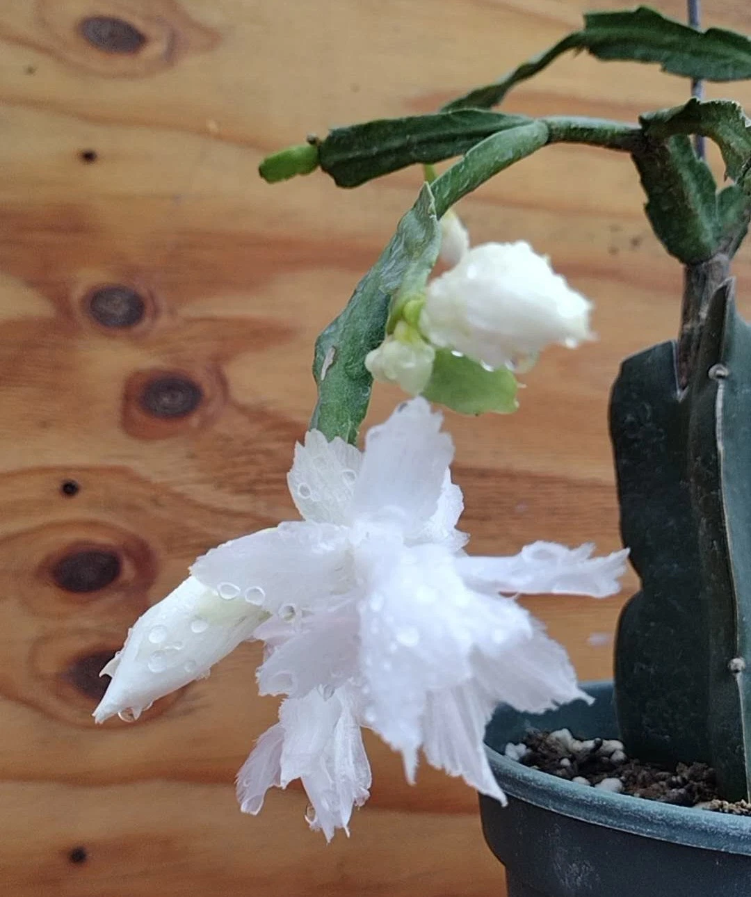 White Flamenco Schlumbergera Cuttings (Unrooted) - Thanksgiving / Christmas Cactus