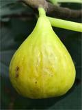 Brooklyn White Fig Unrooted Cutting | Ficus carica Cutting, 8+ Inches, 3+ Nodes