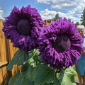 Purple Giant Teddy Bear Sunflower Seeds - 50 Seeds, Helianthus annuus
