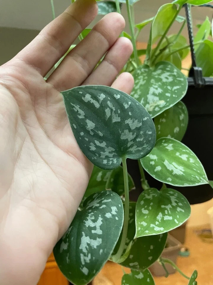 Silver Pothos Scindapsus pictus Argyraeus Cuttings | 4 Single Leaf/Node Cuttings for Propagation