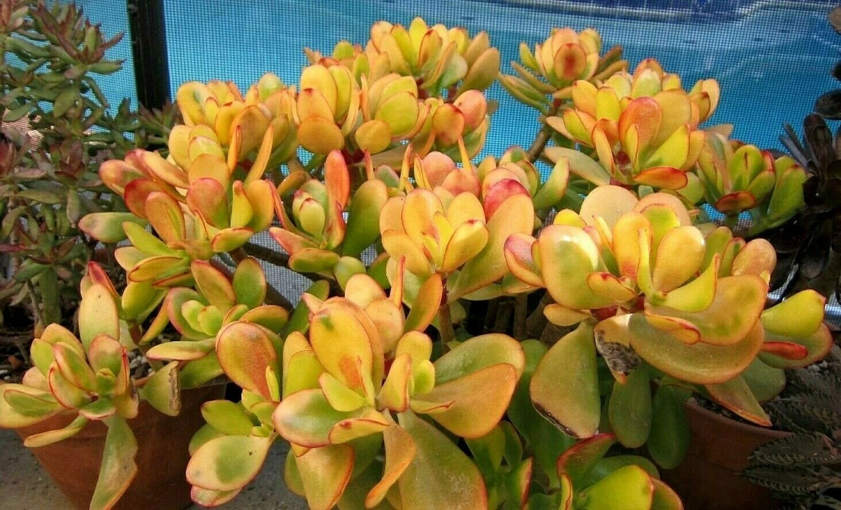 Hummel Sunset Jade Succulent Cuttings - 2 Live Unrooted Crassula ovata Cuttings