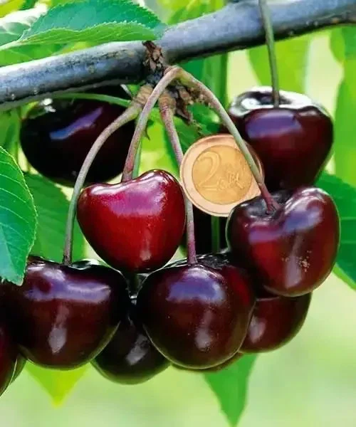 Carmen Cherry Cuttings – 5 Unrooted Prunus avium Cuttings from Hungary for Grafting or Rooting