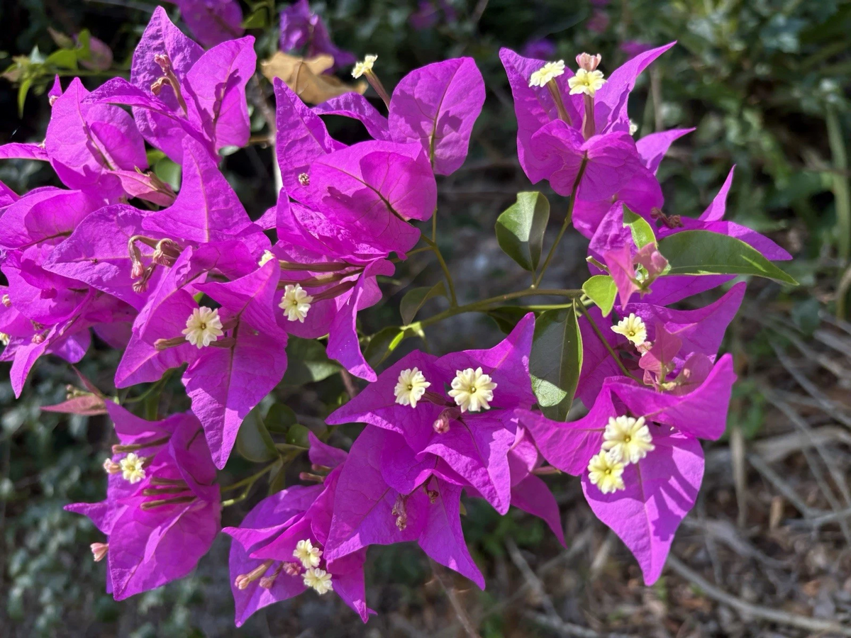 Purple Bougainvillea Cuttings - 6 Unrooted Lavender Flowering Bougainvillea Cuttings