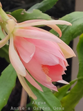 Epiphyllum Argus Unrooted Cuttings – 8–10 Inch Orchid Cactus for Propagation