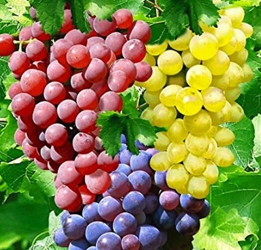 Hardy Grape Vine Cuttings Trio – 15 Bare Live Cuttings for Cold Climate Propagation