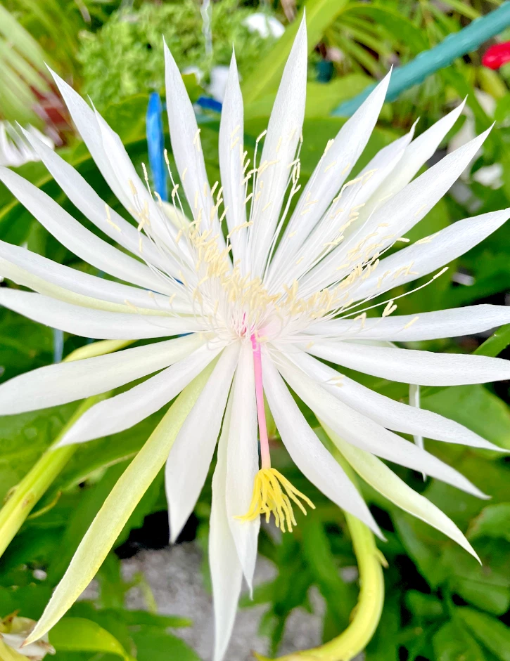 Night Blooming Cereus Epiphyllum oxypetalum - Rooted 4-Inch Pot