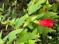 Red Turk’s Cap Shrub Cuttings (Malvaviscus arboreus) – Live Bare Cuttings for Propagation