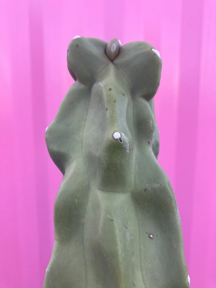 Totem Pole Cactus Cutting (Lophocereus schottii f. monstrosus) 9.5–12 in – Unrooted, For Propagation