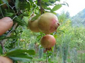 Pomegranate Cuttings (Punica granatum) - 10 Unrooted Soft-Seeded Cuttings for Rooting or Grafting