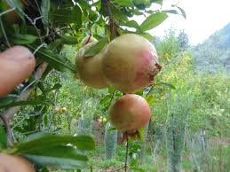Pomegranate Cuttings (Punica granatum) - 10 Unrooted Soft-Seeded Cuttings for Rooting or Grafting