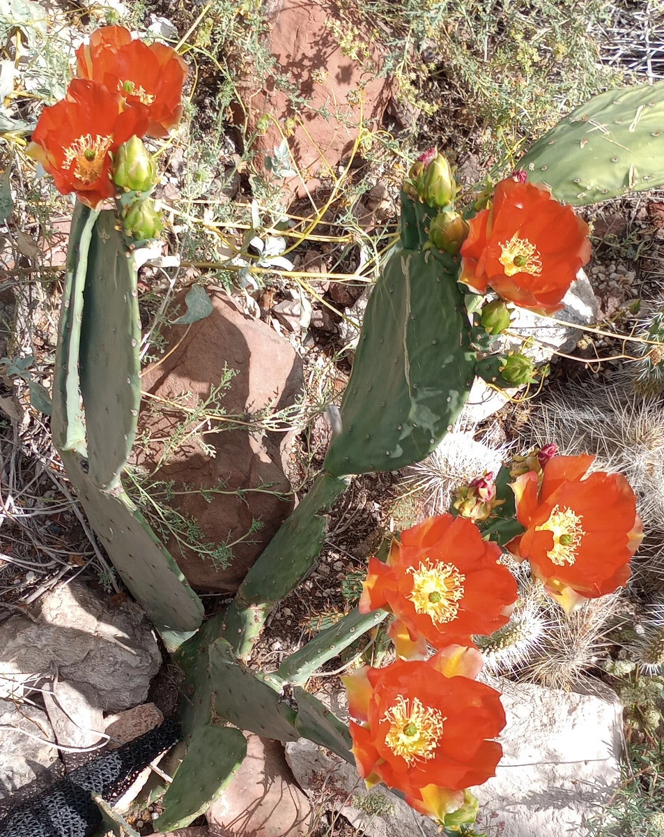 Opuntia Orange Julius Spineless Cactus Pad Live Cutting