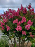 Pink Velour Crape Myrtle Unrooted Cuttings - Propagation