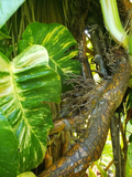 Golden Queen Hawaiian Pothos Node Cutting with Aerial Root for Propagation