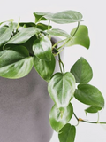 Philodendron Cordatum Heartleaf Cuttings (4) 6–8 In. Rooting Cuttings – Indoor Vine