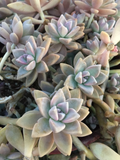 Ghost Plant Graptopetalum paraguayense Unrooted Cuttings – 3 Trailing Rosette Succulent Cuttings