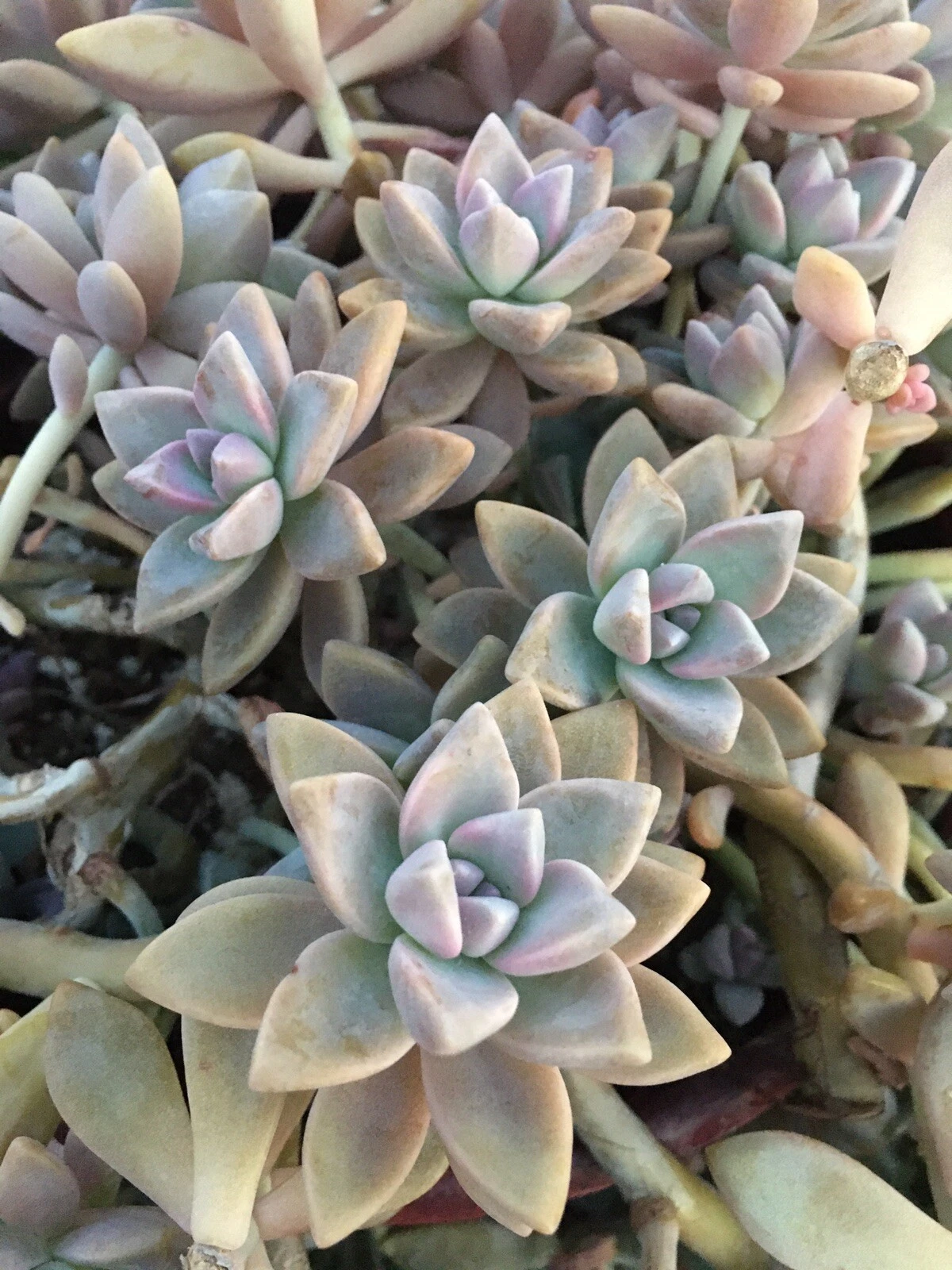 Ghost Plant Graptopetalum paraguayense Unrooted Cuttings – 3 Trailing Rosette Succulent Cuttings