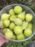 JH Adriatic Fig Cutting – Unrooted Ficus carica Branch with 3+ Nodes, 8+ Inches
