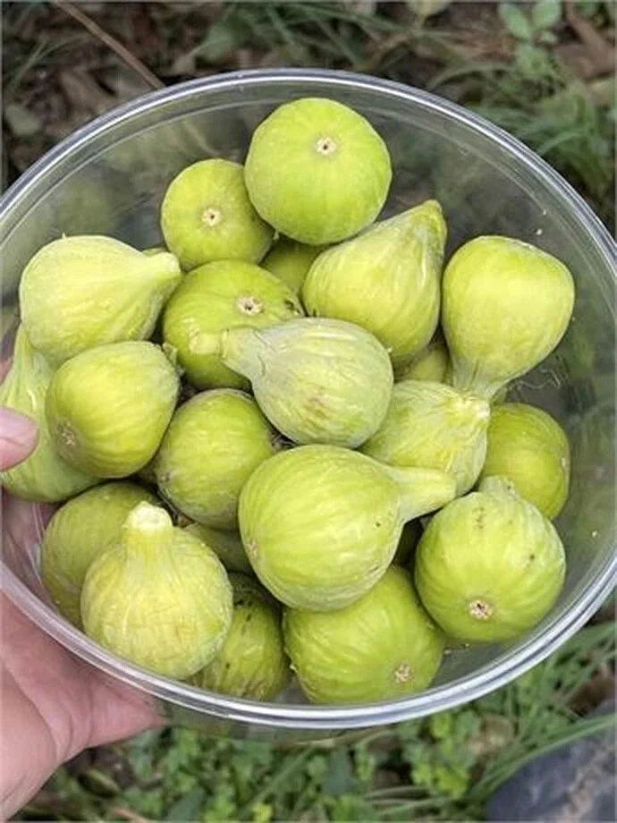 JH Adriatic Fig Cutting – Unrooted Ficus carica Branch with 3+ Nodes, 8+ Inches