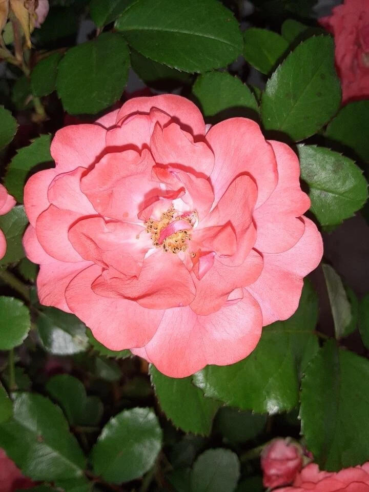 Coral Floribunda Rose Cuttings – 4 Live Unrooted Cuttings for Propagation