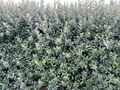 Pineapple Guava Feijoa Cuttings - 10 Fresh Unrooted Acca sellowiana Cuttings (6-8 in)
