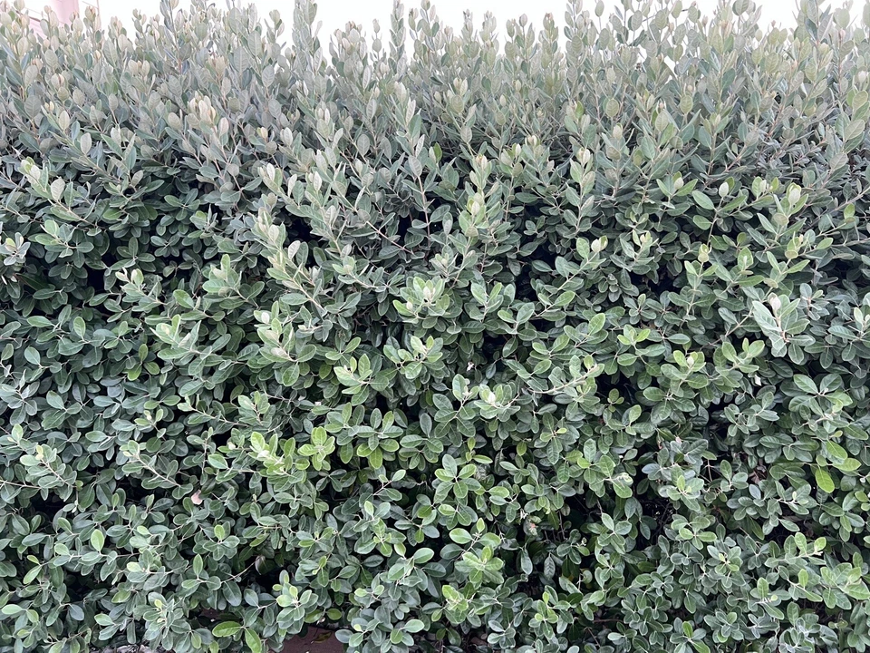 Pineapple Guava Feijoa Cuttings - 10 Fresh Unrooted Acca sellowiana Cuttings (6-8 in)