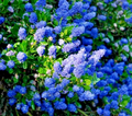 California Lilac Ceanothus Cuttings - 3 Unrooted 6" Live Propagation Cuttings