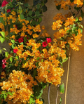 California Gold Bougainvillea Rooted Plants – Set of 2 Live Vines (No Pot)