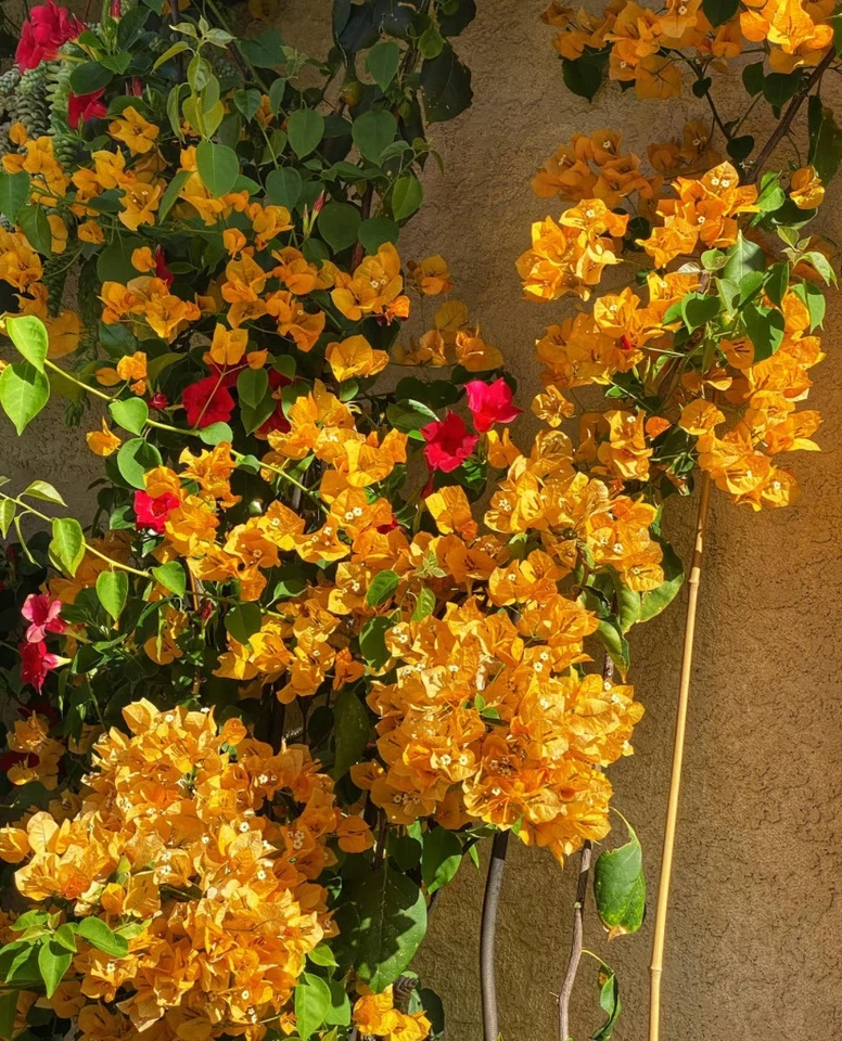 California Gold Bougainvillea Rooted Plants – Set of 2 Live Vines (No Pot)